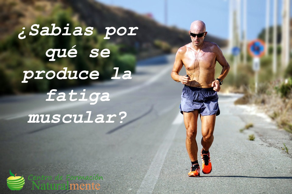 ¿Sabías por qué se produce la fatiga muscular?
