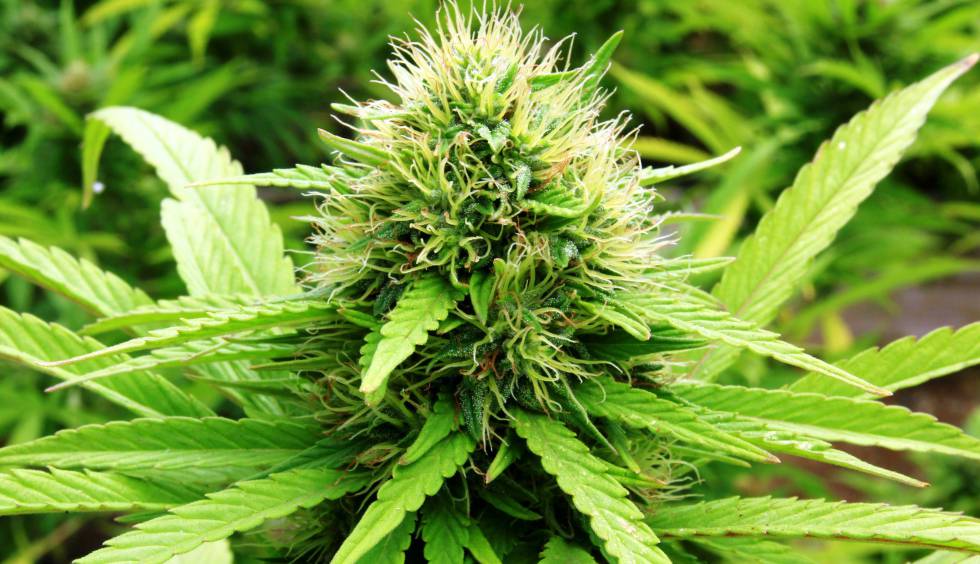 ¿Sabias que el cannabis es útil para los dolores?